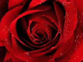 bth_red-roses